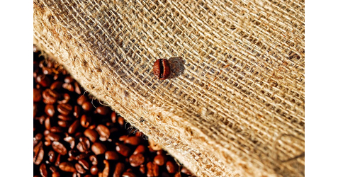 Koffeinmentes kávé - Ártalmas-e az egészségre?